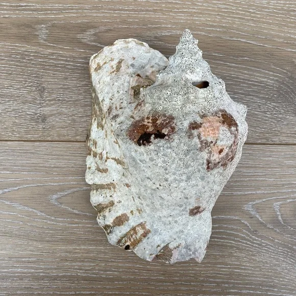 Large Conch Seashell - Picture 9 of 11